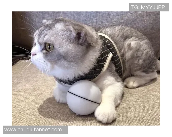 高清足球明星猫咪头像合集让你爱不释手的可爱选择